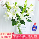 悦多彩AB级优质香水百合 家庭办公室各色生活鲜花 昆明基地 现采直发 白色百合花40朵（多头10枝）