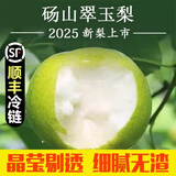 梨子新鲜10斤砀山梨应季翠冠梨顺丰包邮现摘雪梨水果梨脆甜整箱 5斤中果