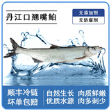 楚食比亚十堰丹江口市翘嘴鲌鱼大白刁子鱼湖北特产翘嘴白生鲜淡水鱼白条鱼 翘嘴鱼3斤(1斤左右每条)