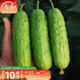 寿禾 旱黄瓜种子强雌籽种各种水果青瓜夏秋四季蔬菜寿光种籽  冰翡翠旱黄瓜种子10g 约350粒