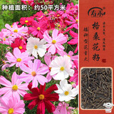 寿禾 格桑花种子精品波斯菊矮杆四季花卉籽 矮韵格桑花种子(矮秆)半斤
