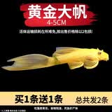 疯狂水草清洁鱼活体鱼缸除藻工具鱼清道夫黑壳虾同款淡水观赏鱼耐活 【清洁高手】黄金大帆2条