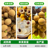 琅阙龙眼果树苗石峡储良四季桂圆苗南北方四季种植60-80cm源头直发