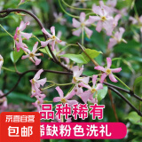 风车茉莉爬藤植物垂丝络石藤四季开花苗室内阳台常青绿植花卉盆栽 粉色风车茉莉40-60厘米高