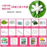 沃绣 蚕宝宝当天发货 蚕宝宝活体蚕卵小蚕彩色蚕桑叶新鲜桑叶养蚕套装 小蚕10条+蚕卵20粒+桑叶+十件套