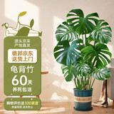 植男植女客厅龟背竹大型真绿植盆栽净化空气好寓意四季常青办公室源头直发