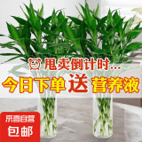 富贵竹大叶竹转运竹观音竹龙竹紫云竹水培四季好养招财富贵竹绿植 绿叶大叶富贵竹60cm高10棵+营养液