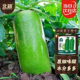 北蔬 青萝卜种子苗夏秋季水果萝卜生吃脆甜菜籽 沙窝萝卜种子50g桶装