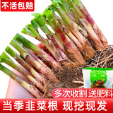 大禹韭菜苗韭菜根苗种子紫红根韮菜移栽根寿光本地老品种大宽叶蔬菜 紫红根韭菜根苗100棵+200g豆粕肥