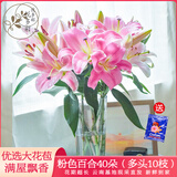 悦多彩AB级优质香水百合 家庭办公室各色生活鲜花 昆明基地 现采直发 粉色百合花40朵（多头10枝）