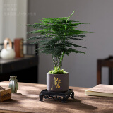 开时果 文竹盆栽桌面摆件盆景 办公室植物竹子水培绿植盆景源头直发包邮 【DY同款】知足常乐盆+苔藓+底座