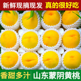 粤迎正宗山东蒙阴黄桃黄毛桃现摘桃子当季新鲜水果现摘现发水果生鲜 净4.5-5斤精选果【单果95g+】