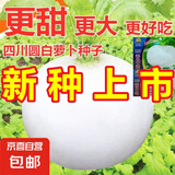 【冬季萝卜】（京东配送）种子套餐菜种子阳台盆栽庭院易种秋冬季 春不老园萝卜种子1包约300粒