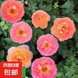 四季开花蔷薇花苗多花月季花苗特大花大苗浓香型爬藤攀援植物欧月 詹森1-1.3米左右【精选大苗】
