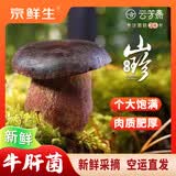 京鲜生云南新鲜黑牛肝菌1200g单颗100g+特产鲜菌菇火锅食材源头直发