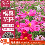 寿禾 格桑花种子种苗波斯菊花种籽 潍丰矮韵格桑花种子(矮秆型)1500粒
