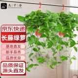 九千谷长藤绿萝除甲醛大叶绿萝盆栽植物爬藤绿植花卉2盆装源头直发