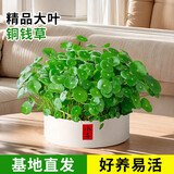 京云梦铜钱草水培盆栽室外室内金钱草绿植吸绿植花草植物小喜盆源头直发