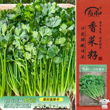 寿禾 香菜种子苗小叶春四季盆栽菜种籽 潍丰小叶香菜种子15g约2900粒
