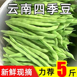 云南四季豆五斤新鲜现摘云南长扁豆角农家应当季蔬菜芸豆现摘菜豆 新鲜四季豆五斤带箱
