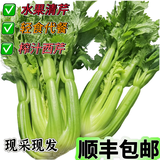 轻食高原生鲜清芹榨汁芹菜新鲜蔬菜低脂脆嫩水果西芹-胖东来同款 2包（200-300克每包）顺丰包邮