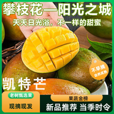 【新鲜时令现摘】凯特芒四川攀枝花新鲜芒果水果现摘现发凯特芒果 5斤 | 单果400g+ | 净重4.5斤 【新鲜时令水果】