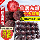 秒时鲜【顺丰】浙江仙居东魁杨梅皇特大果礼盒当季杨梅新鲜水果仙居杨梅 热销|大果100颗礼盒单颗20g+