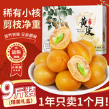 山姆伯伯广东鸡心黄皮果【顺丰闪送】茂名黄皮新鲜水果礼盒 5斤装【蕞划算 | 80%选择】净4斤 9A级高端礼盒装丨礼盒+保温+冰袋