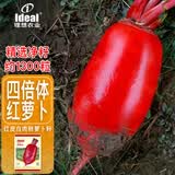 ldeal理想红萝卜种子阳台盆栽蔬菜种籽秋冬播脆甜水果红皮白肉萝卜种子