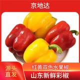 京地达山东新鲜彩椒红黄双色净重3斤 单果70g+新鲜蔬菜源头直发包邮