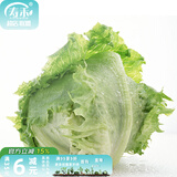 寿禾 生菜种子四季播紫色夏秋蔬菜莱种紫叶家庭种寿光菜籽叶菜种籽 （家庭种）结球生菜种子5g