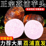 稀壤正宗广西荔浦芋头农家现挖香芋大个粉糯紫藤毛芋新鲜蔬菜生鲜火锅 净重5斤6-8个