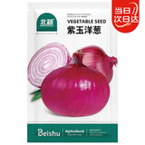 北蔬 洋葱种子种苗紫红皮圆葱辣味浓四季蔬菜种籽 北蔬紫玉洋葱种子5g