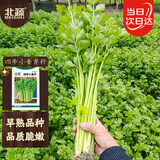 北蔬 小香芹种子种苗农家四季盆栽种植青菜籽 四季小香芹种子10g