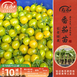 寿禾 蔬菜苗活苗带土发货大全菜苗种苗春夏各种秧苗山东寿光苗子阳台 【家常种】小绿番茄苗6棵