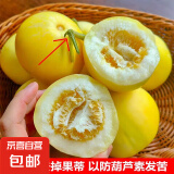 山东新下头茬黄河蜜罐景甜5号 景甜5号4.5-5斤