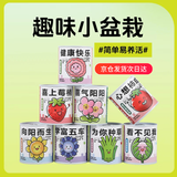 双盟神奇种植罐头中秋节网红同款盆栽儿童礼物创意植物送老师感恩盆栽