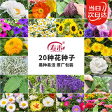 寿禾 花种子苗薄荷波斯菊太阳花格桑花向日葵花种籽 20种花草种子套餐