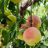 京氿生山东青州蜜桃脆甜桃子秋毛桃青色硬桃子小冬桃当季新鲜水果包邮 尝鲜【3斤】单果70g+