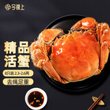 【活蟹】今锦上苏州大闸蟹2.3-2.6两 8只鲜活六月黄现货螃蟹生鲜礼盒 去绳足重源头直发
