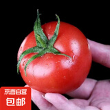 山东红果西红柿农家自种新鲜水果生吃沙瓤番茄应季蔬菜自然熟 红果西红柿 5斤
