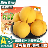壹萌果蔬山东蒙阴黄桃鲜果当季新鲜毛桃子水果现摘现发整盒送礼 5斤臻品果【单果100g+】净4.5斤