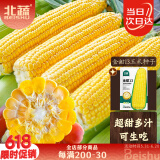 北蔬水果玉米种子苗大棒甜脆黄甜水果玉米种籽 金甜13玉米种子100g