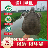 祺盛甲[特级公甲鱼]甲鱼鲜活潢川地标吊水仿野养生态中华鳖水鱼马蹄鳖 礼盒两只公稻鳖共5斤足四年野养