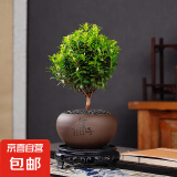 小叶赤楠盆景植物办公花卉基地直销批发绿植盆栽室内摆件花卉绿植 赤楠+祥狮报喜盆+黑金沙+方底座