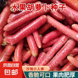 【冬季萝卜】（京东配送）种子套餐菜种子阳台盆栽庭院易种秋冬季 水果胡萝卜种子1包约1000粒
