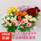 【玫瑰花】10枝装特价云南鲜花直发节日鲜花礼物花束家用水养插花 品牌基地无土玫瑰随机色8+2防损 长45-50CM