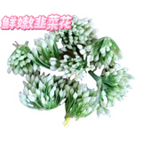 2025山东韭菜基地精品韭菜花上市啦，天然调味新鲜当季蔬菜蔬菜 精品挑选韭菜花2斤