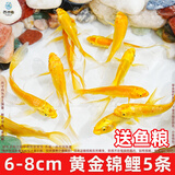 西洲曲黄金锦鲤活鱼招财鱼金鱼活鱼好养耐活冷水鱼鱼苗练手小金鱼观赏鱼 6-8cm黄金锦鲤5条 送鱼粮