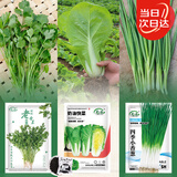 寿禾 蔬菜种子苗小白菜夏秋种香菜香葱盆栽蔬菜种籽 3种蔬菜种子套装